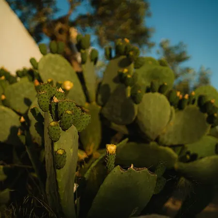 Masseria Agriturismo Il Sorriso Degli Ulivi - Dimora di Charme-2